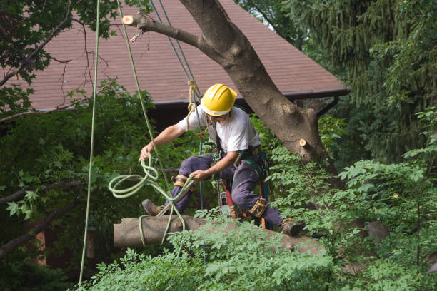 Best Emergency Tree Removal  in Wynnewood, OK