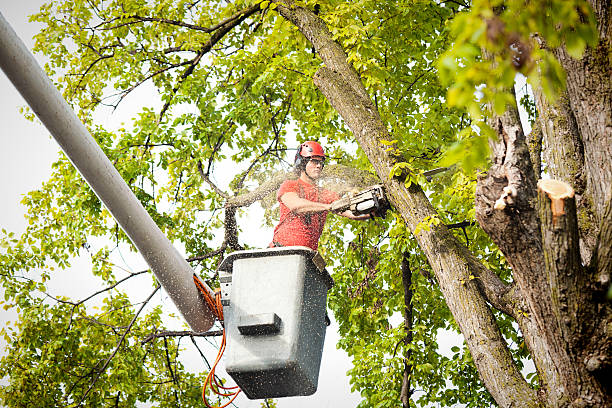 How Our Tree Care Process Works  in  Wynnewood, OK